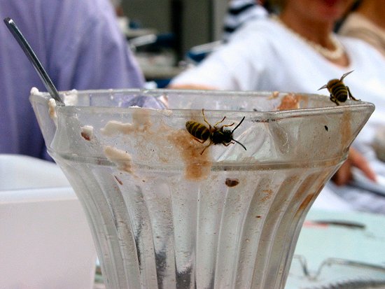 Auch die Wespen freuen sich über Eis