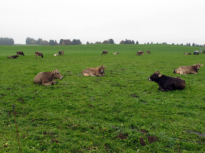 Typisch Allgäu, Kühe auf der Weide