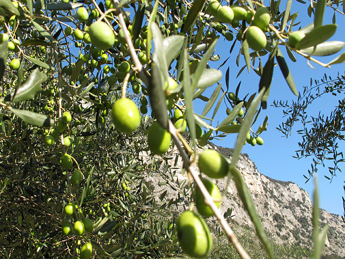 Die Oliven sind noch nicht ganz reif