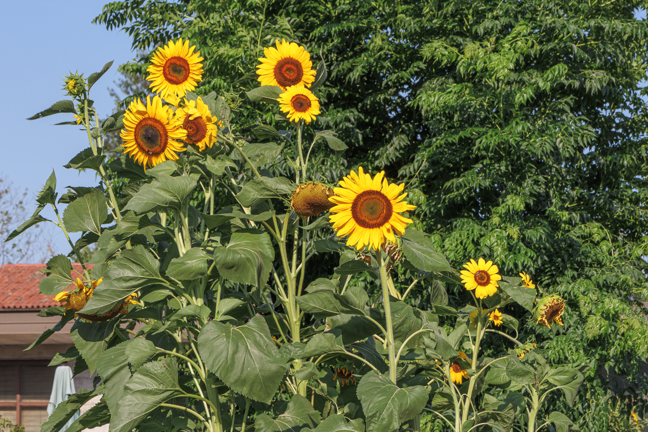 Sonnenblumen in einem Garten