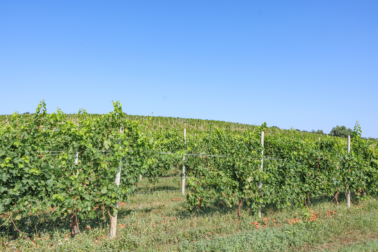 Weiter im Süden fangen nun die Weinberge an