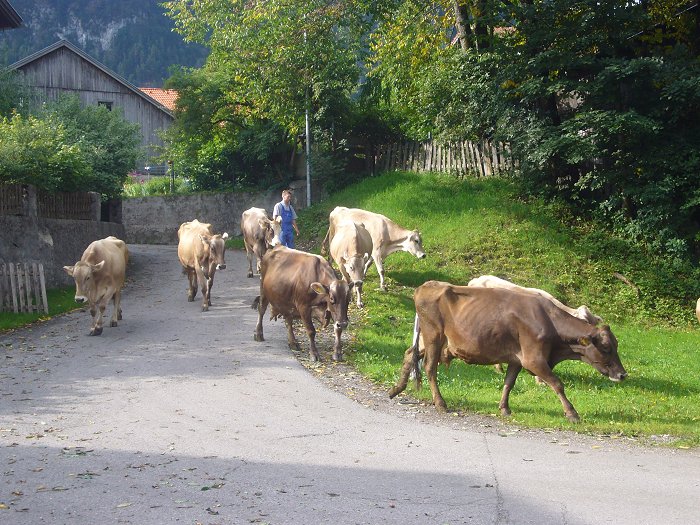 Die K&uuml;he h&auml;tten uns fast &uuml;ber den Haufen gerannt