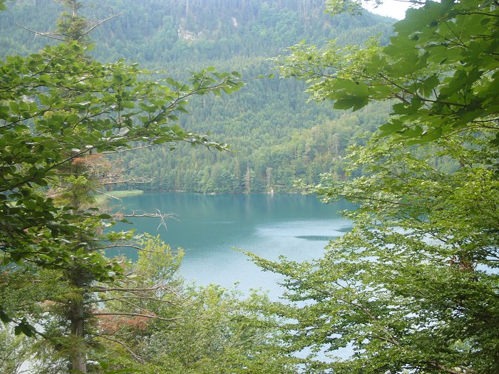 Der Alpsee