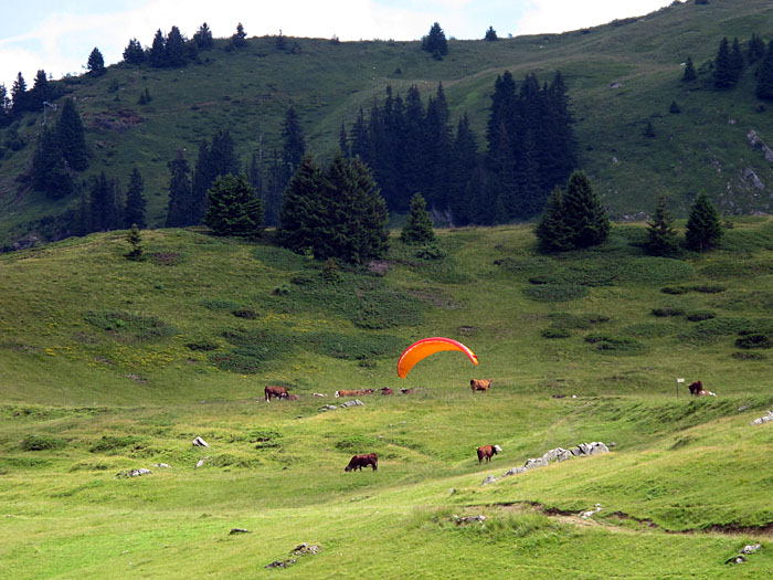 ... auf der K&uuml;he mit dem Gleitschirm landen ;-)