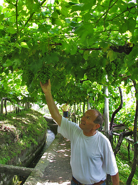 ... und Weintrauben ...