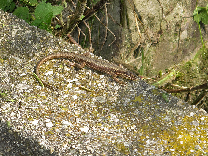 Eidechsen hat's auch