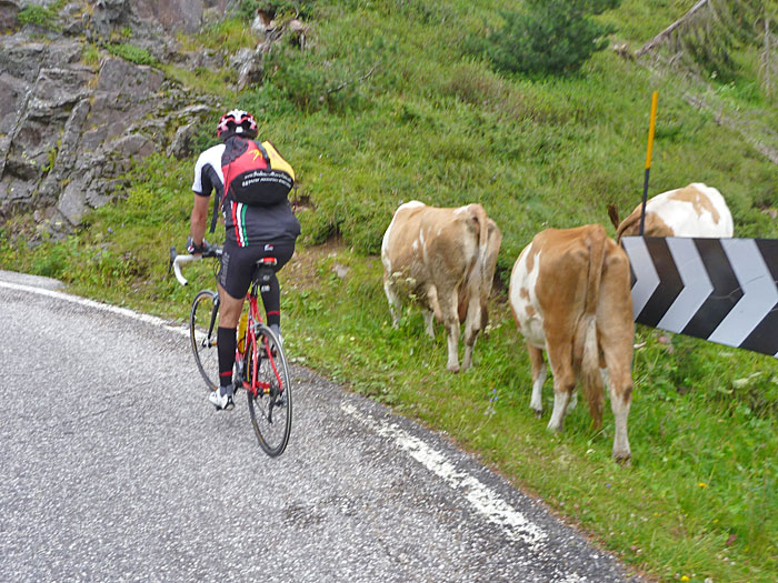 Wolfgang dr&auml;ngelt sich durch die K&uuml;he