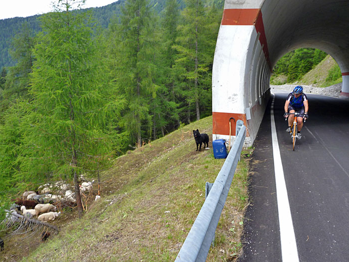 H&uuml;tehund mit seiner Herde (der links nat&uuml;rlich)