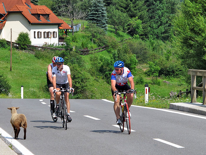 ... kommt es zu wolligen Begegnungen