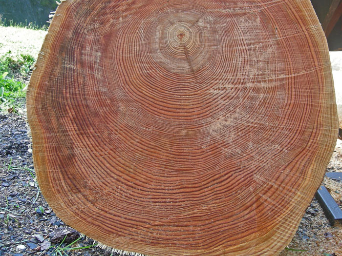 Z&auml;hlt mal die Jahresringe