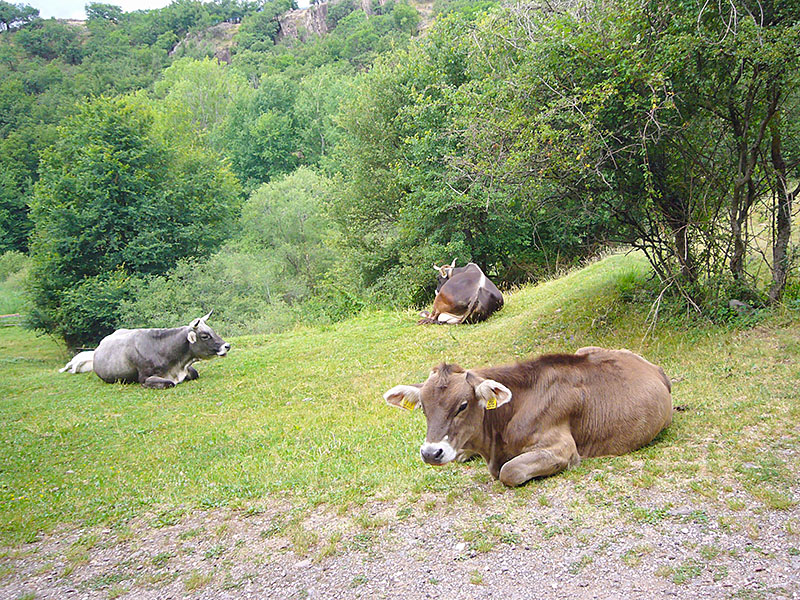 Die K&uuml;he laufen hier oben frei herum - ok, diese hier liegen ...