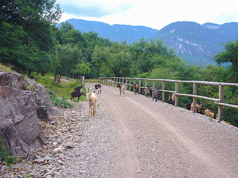 ... daf&uuml;r machen sich die Ziegen auf dem Weg breit