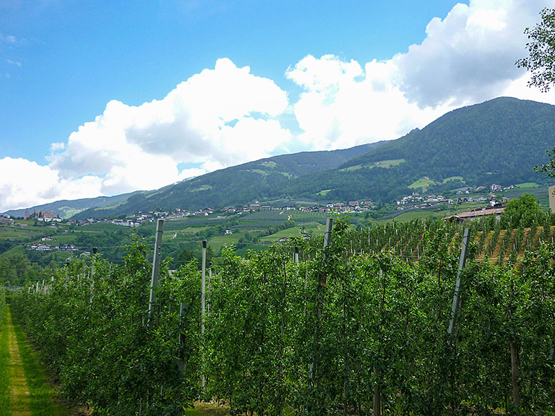 Apfelb&auml;ume bis zum Horizont