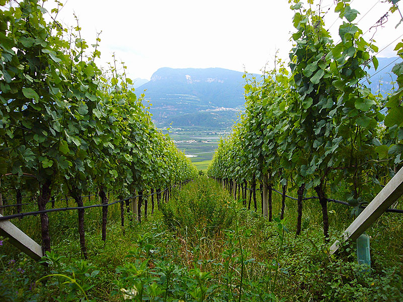 Blick durch die Reben