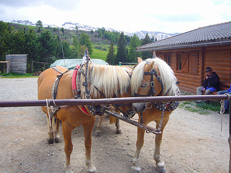 Die Zossen h&auml;tten mich ruhig den Berg hinaufziehen k&ouml;nnen ;-)