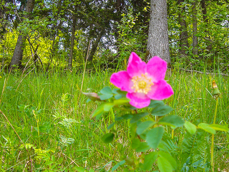 Alpenrose, leider unscharf :-(