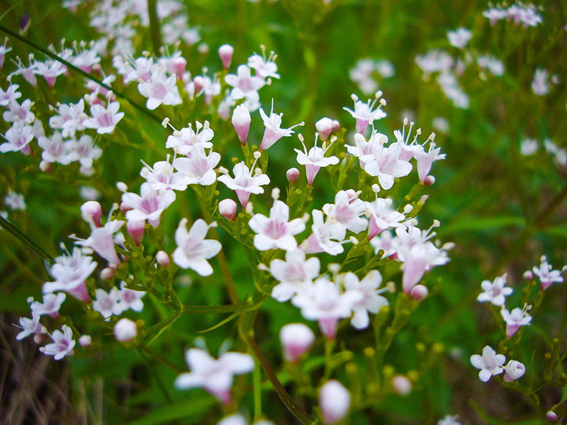 Viele kleine Bl&uuml;ten