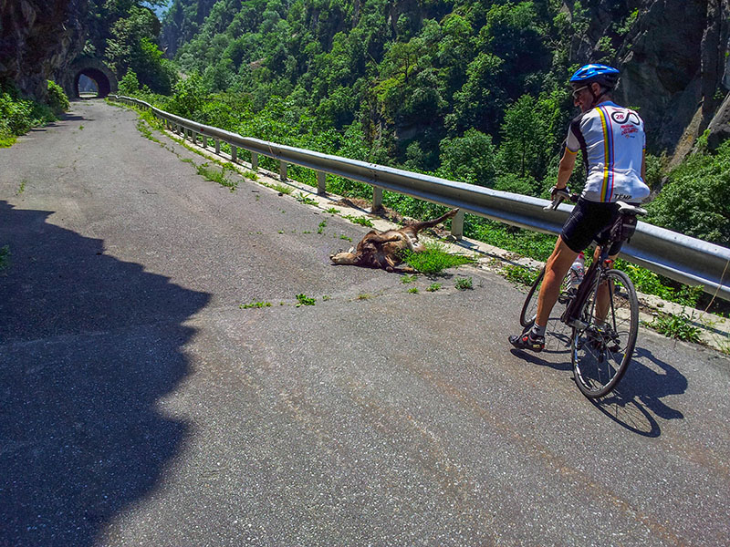 Da war der Gamsbock doch nicht so trittsicher