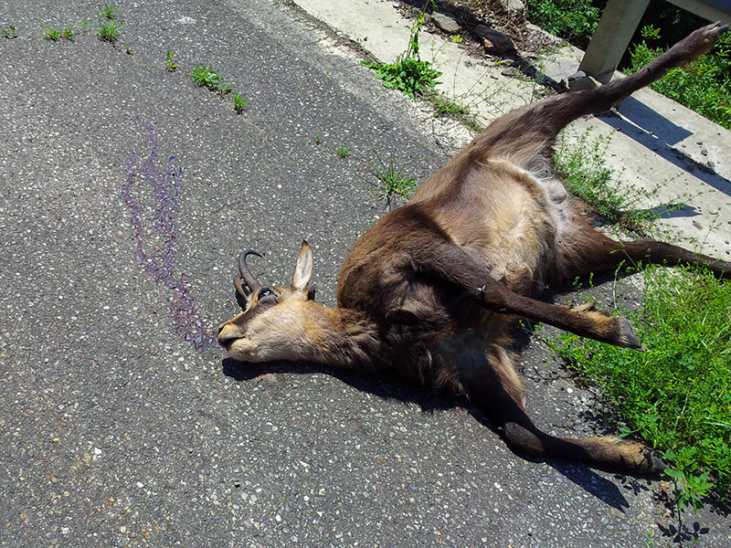 Schade um das sch&ouml;ne Tier