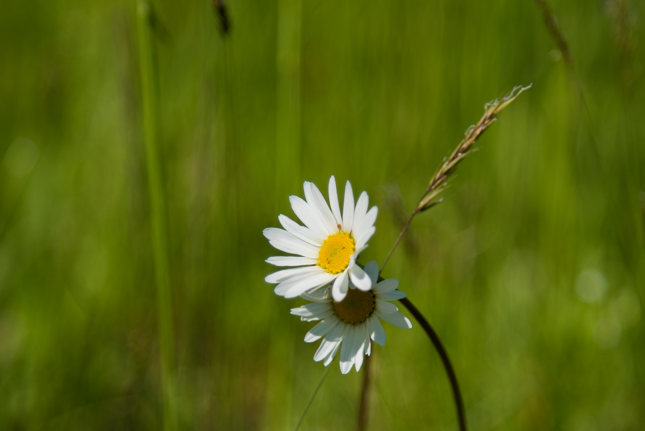&Uuml;berall bl&uuml;hen Wiesenblumen ...