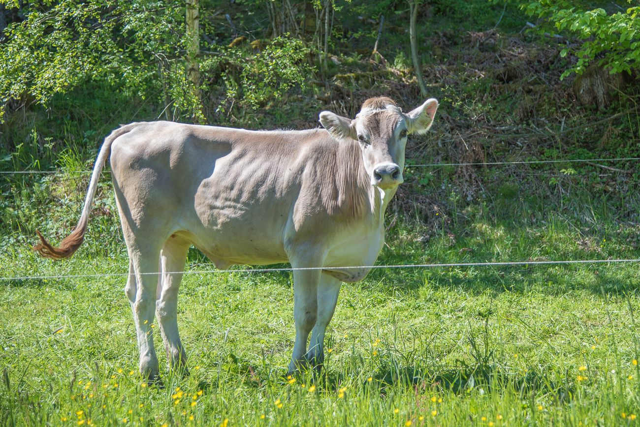 Das Jungrind verfolgte mich ein St&uuml;ck weit
