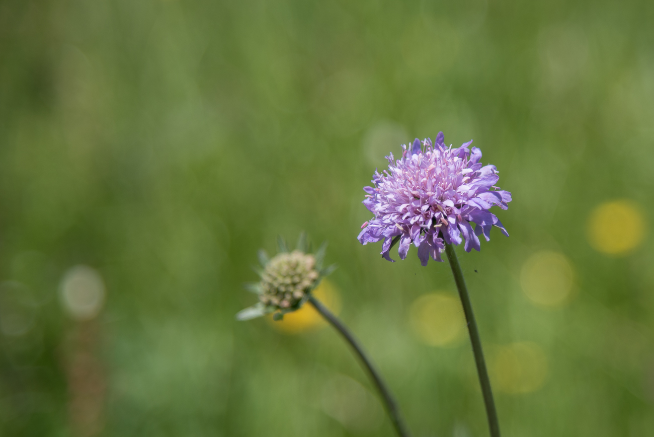 Blumen, Bl&uuml;ten und Samen