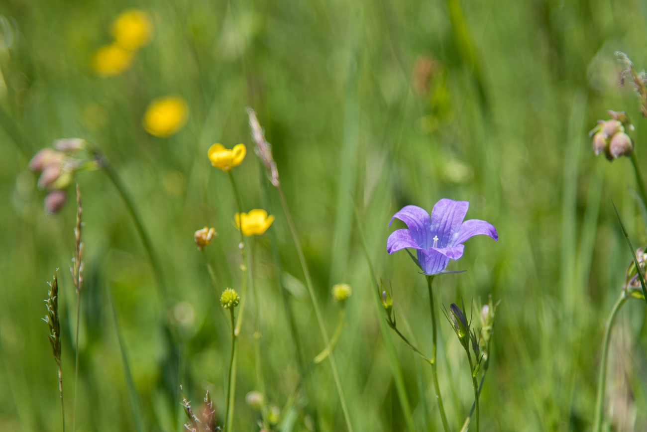 Blumen, Bl&uuml;ten und Samen