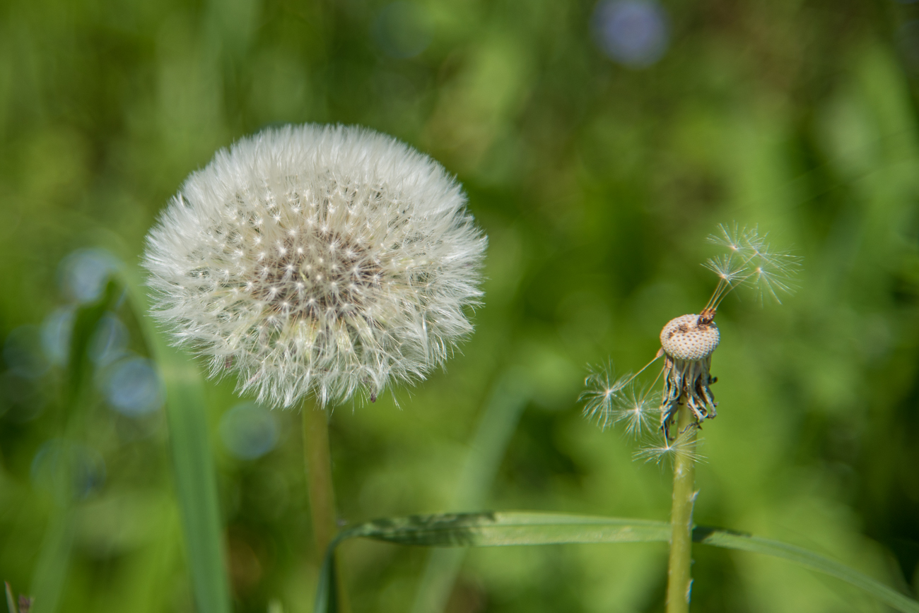 Blumen, Bl&uuml;ten und Samen