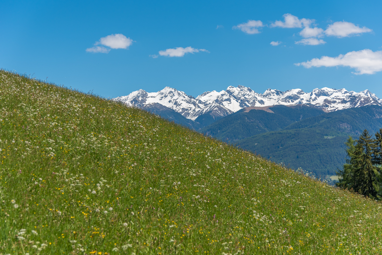 Blumen, Bl&uuml;ten und Samen