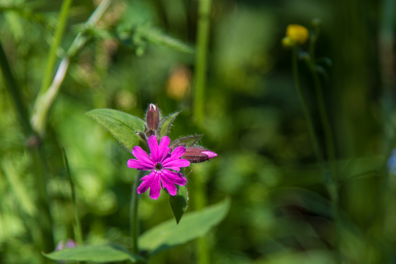 Blumen, Bl&uuml;ten und Samen