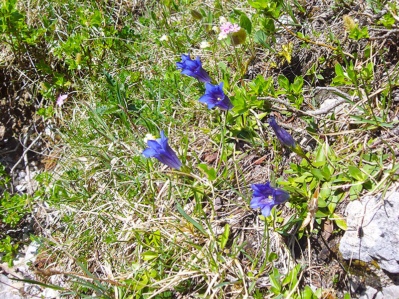 ... die sch&ouml;nen Blumen erfreuen das Auge