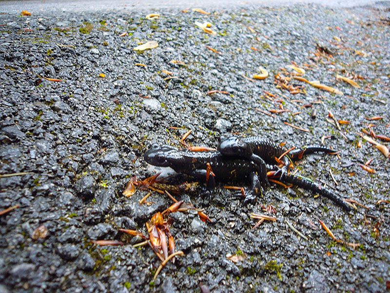 Die beiden Lurche haben Spa&szlig; ;-)