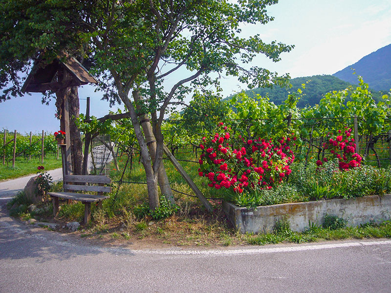 Die Rosen halten Blattl&auml;use von Weinreben und Apfelb&auml;umen ab