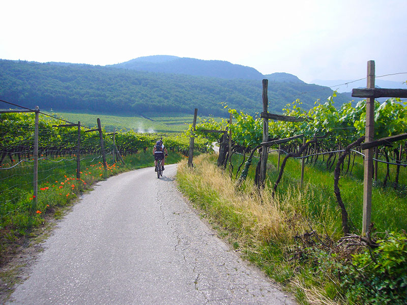 Viele Mohnblumen s&auml;umen unseren Weg