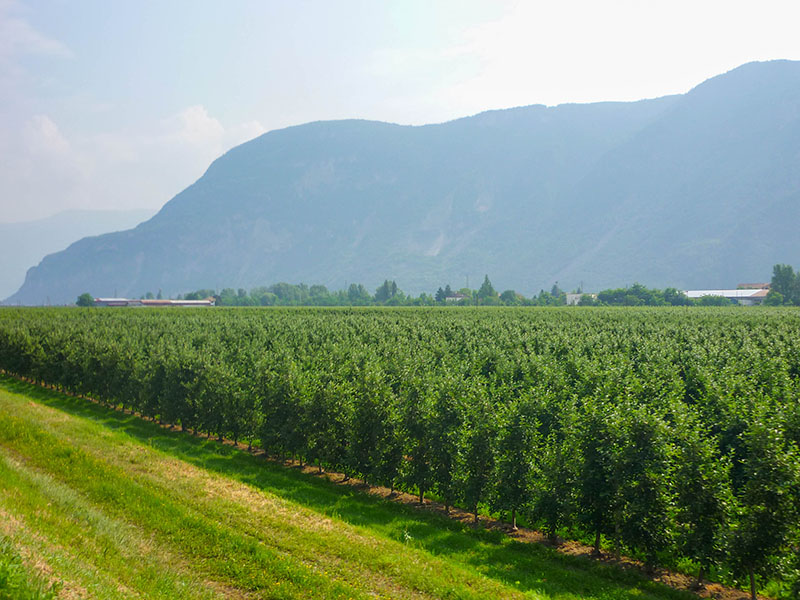Apfelplantage bei Terlan