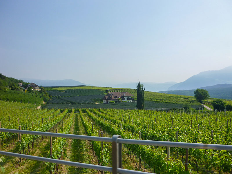 Weinberge bei Kaltern