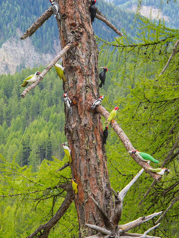 Spechte wohin man schaut ;-)