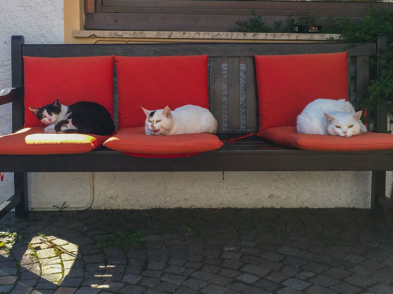 ... aber eigentlich sind wir m&uuml;de wie die K&auml;tzchen