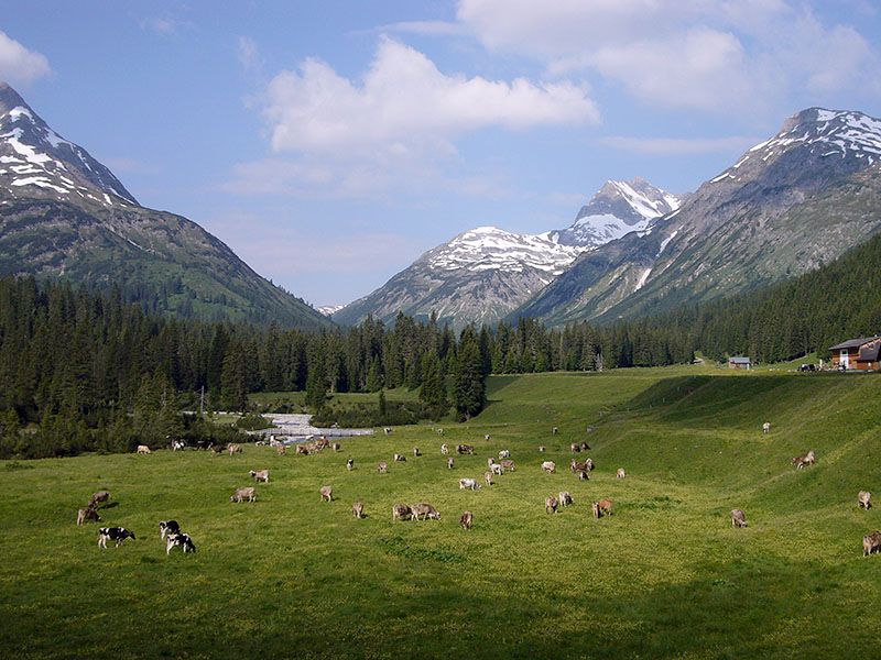 Idylle mit Muh-Vieh ;-)