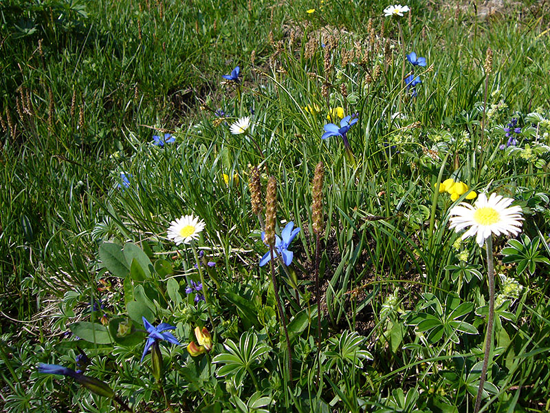 Die Wiesen sind mit bunten Blumen &uuml;bers&auml;t