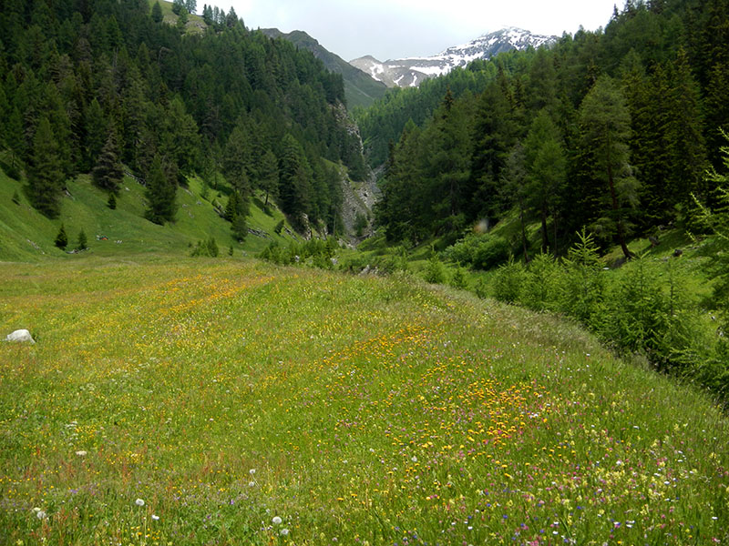 Die gr&uuml;nen Wiesen haben uns wieder