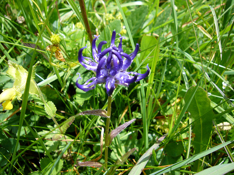 Das Gras ist voll mit ...