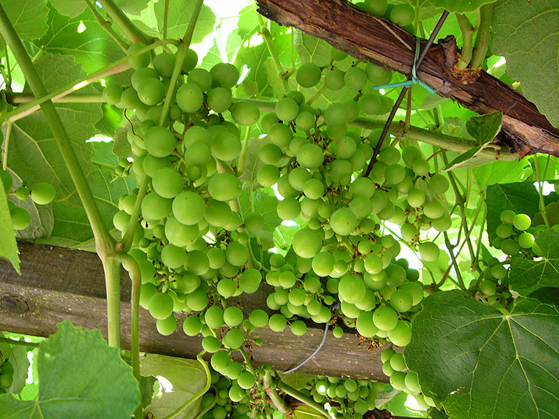 Die Weintrauben brauchen noch eine Weile bis zur Reife