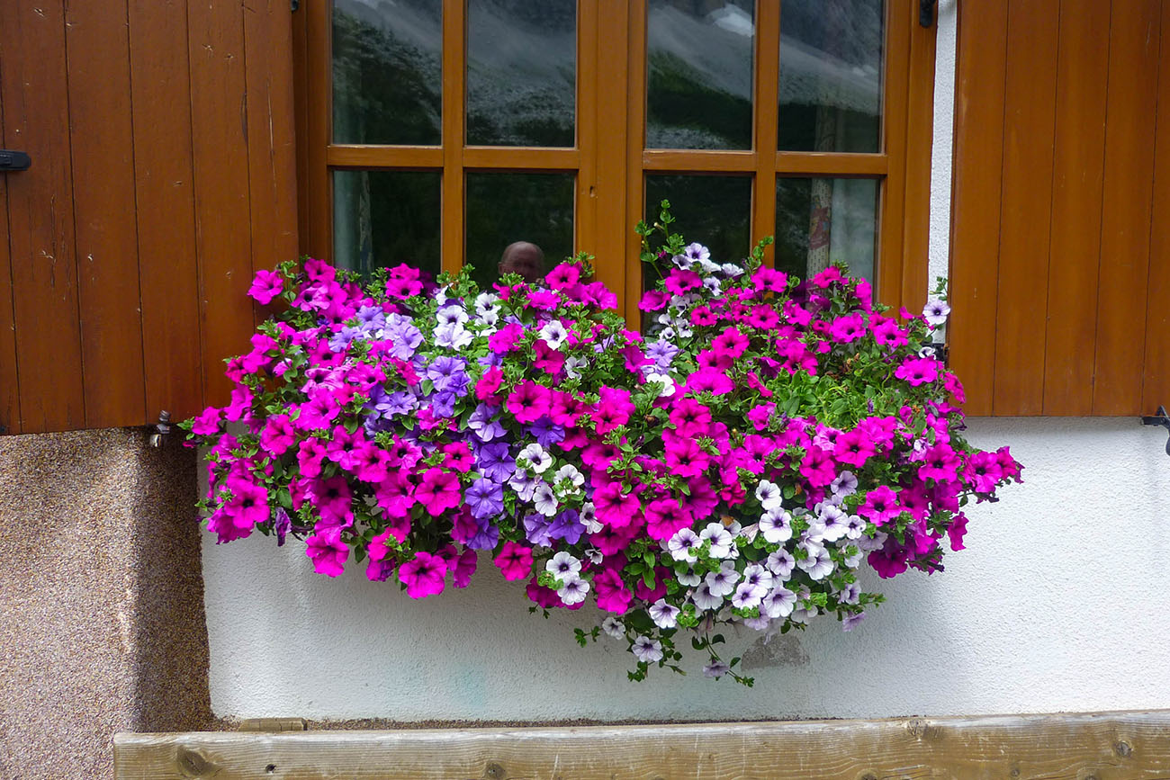Blumenpracht