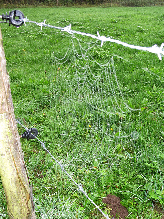 Spinne am Morgen, vertreibt Kummer und Sorgen ;-)