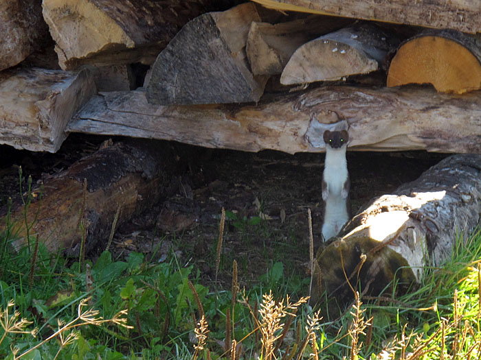 Ein putziges Wiesel schaut neugierig