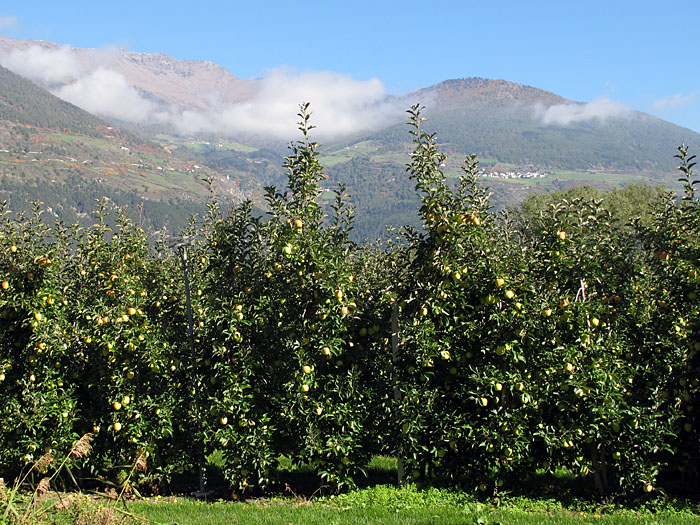 Links und rechts gibt es fast nur &Auml;pfel