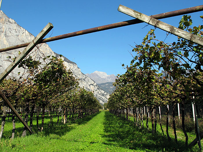 Die Weintrauben sind schon abgeerntet