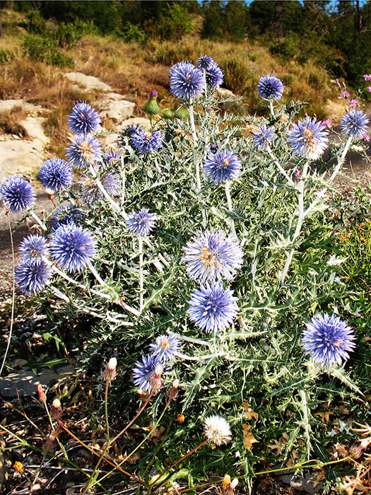 Disteln wachsen hier überall