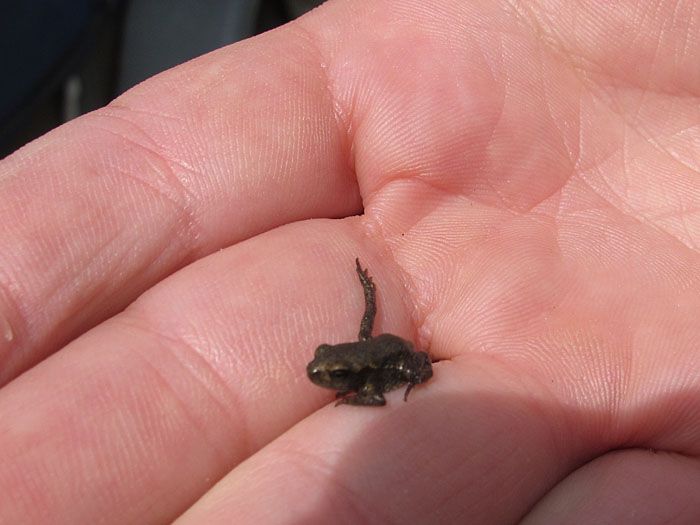 ... so kleine Frösche gibt es hier